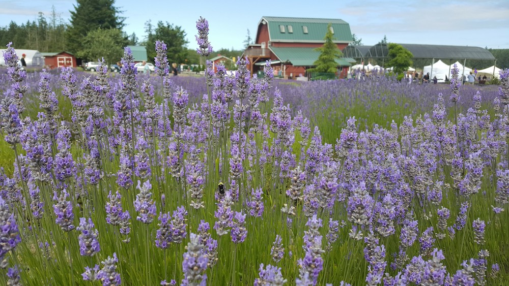 Sequim lavender festival
