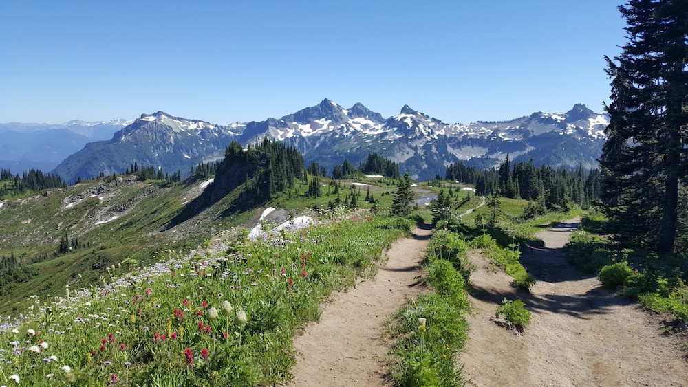 Paradise at Mt. Rainier