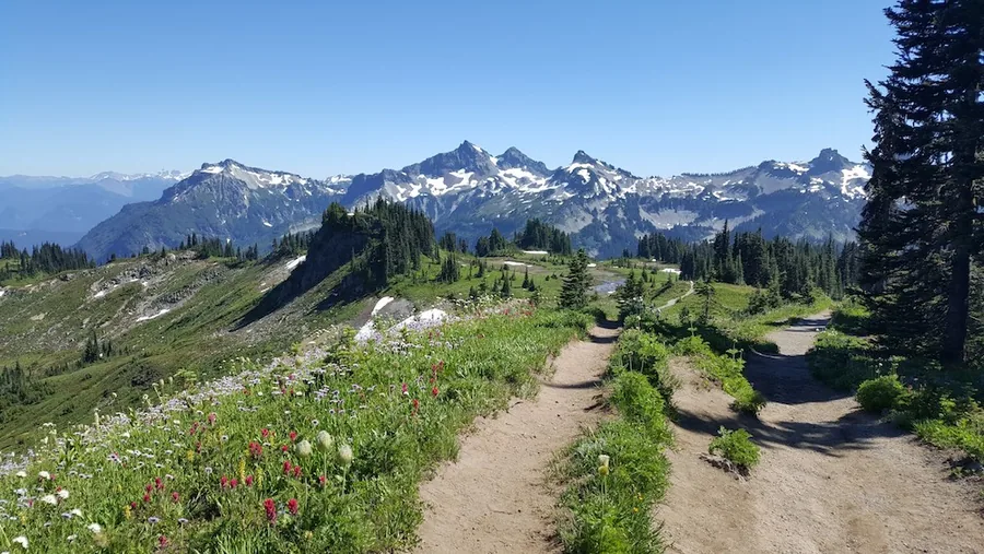 Paradise · Mt. Rainier, 2017