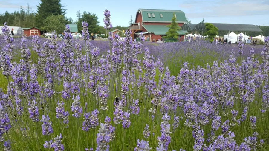 Lavender festival · Sequim, Washington, 2017